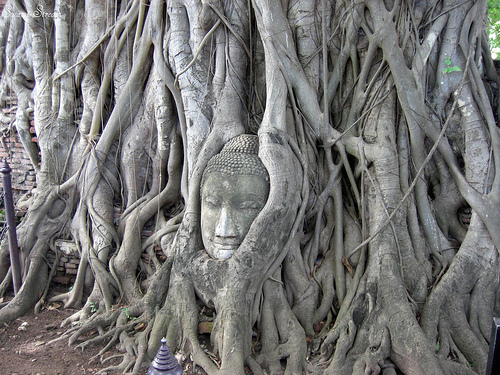 Buddha, Four Noble truths, medicine, Siddhārtha Gautama