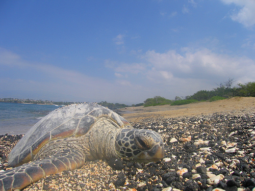 Chief Arvol Looking Horse, Eco disaster, ecology, Grandmother Turtle, Gulf Oil Spill