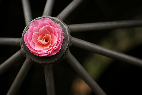 An Industrial wheel frames the perfect symmetry of a flower