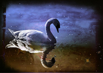 Night Swan