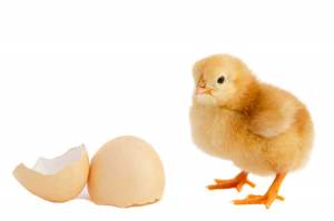 chicken-the-egg hicken-the-egg